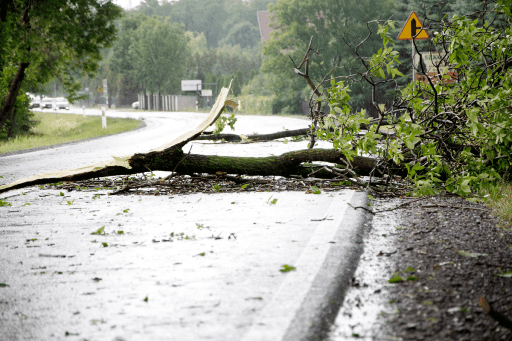 A tree lying on a tarred road